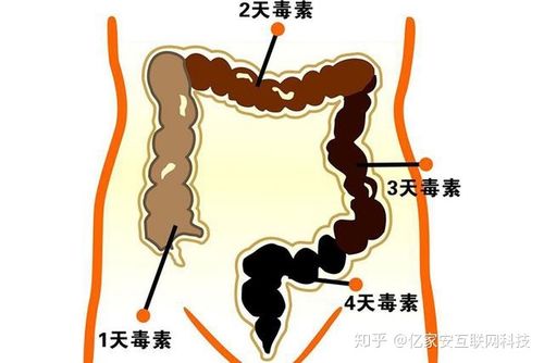 体重跟肠道也有关系,体重跟肠道也有关系吗
